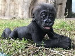 Gorilla